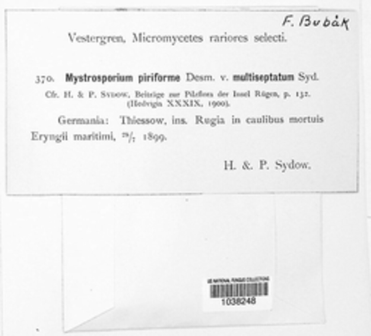 Mystrosporium piriforme image